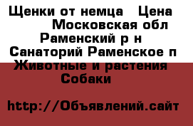 Щенки от немца › Цена ­ 5 000 - Московская обл., Раменский р-н, Санаторий Раменское п. Животные и растения » Собаки   